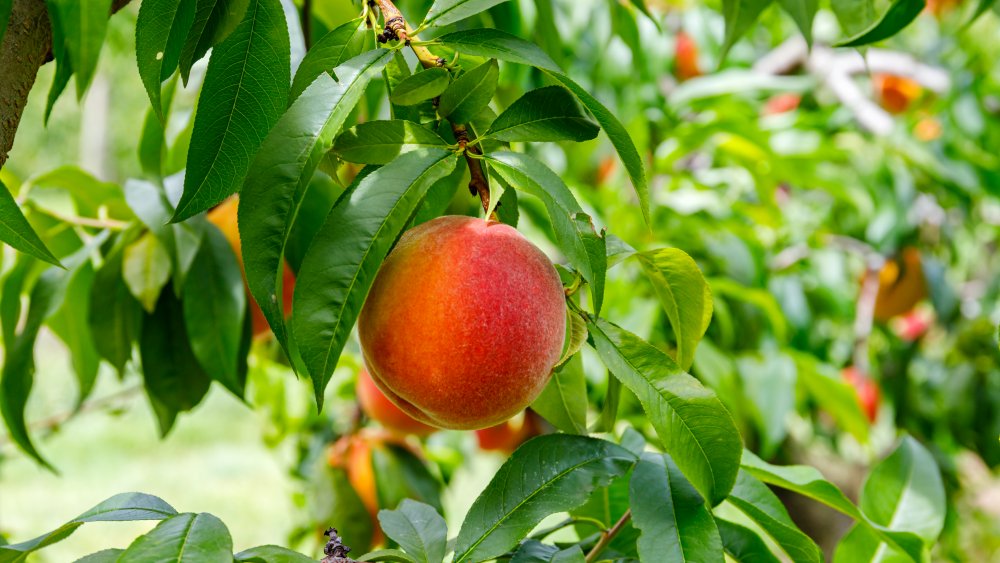 Peach growing on tree