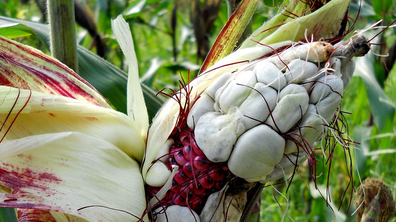 Corn smut in the field