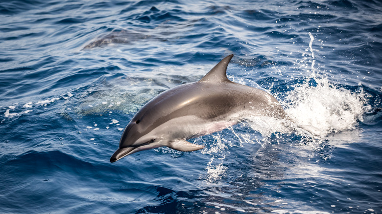 Grey dolphin diving above the water