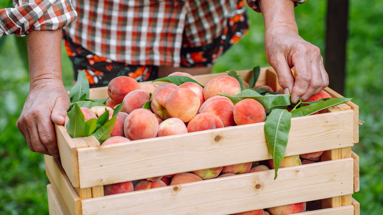 Person carrying crate of peaches