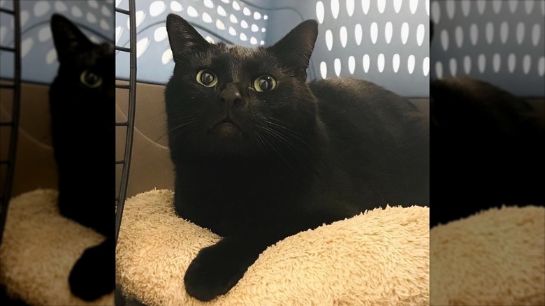 One of Valerie Bertinelli's cats