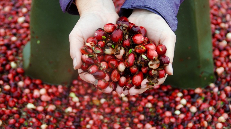 Hands holding cranberries in bog