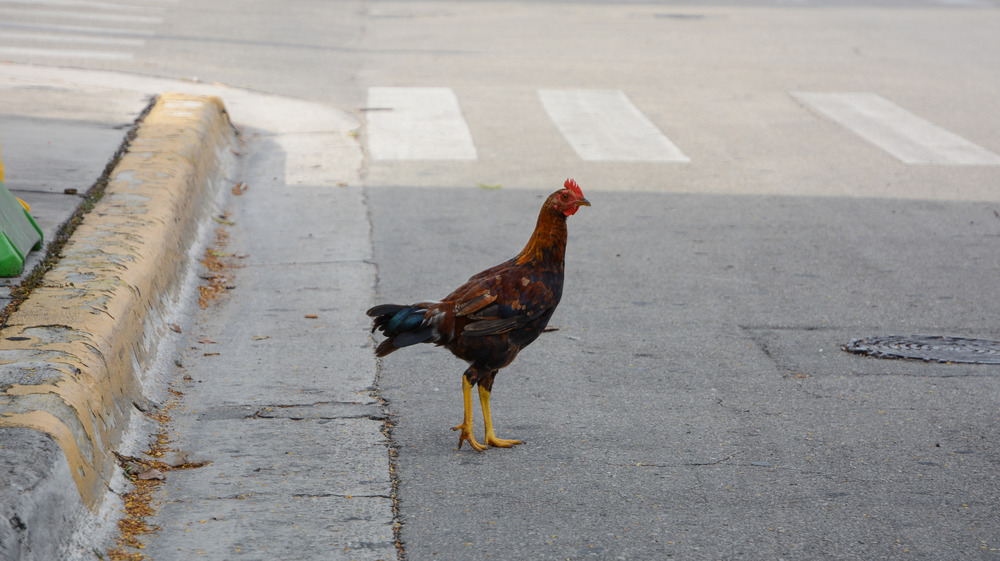 Chicken crossing the road