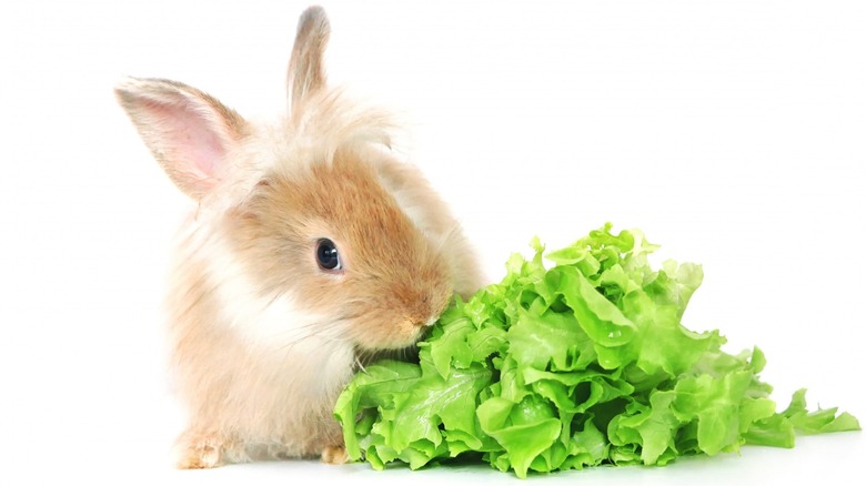 Blonde rabbit with lettuce