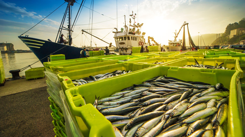 fishing boat unloading catch