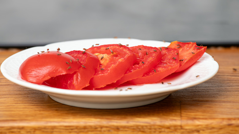 Fruit flies on tomato slices