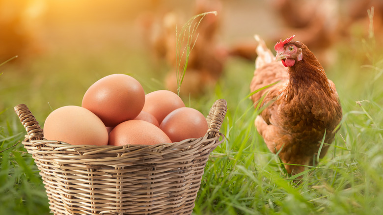 Eggs in a basket next to a hen