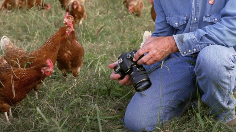 Hens next to a man with a camera 
