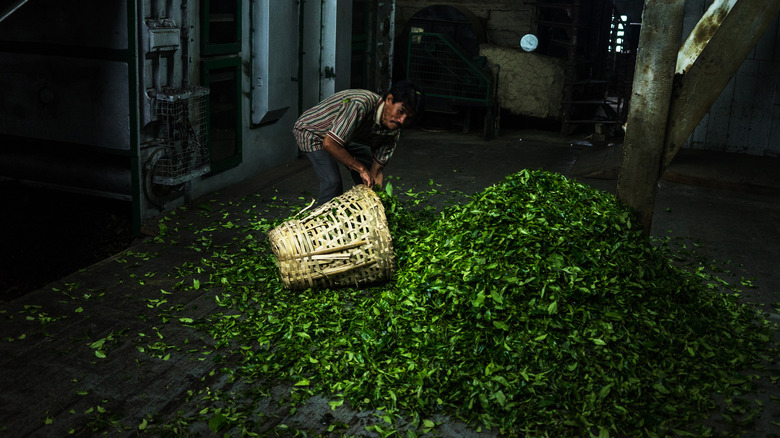 A worker collects tea leaves in a basket at the Makaibari Tea Estate factory in India.