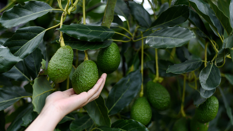 A hand holding an avocado hanging from a tree