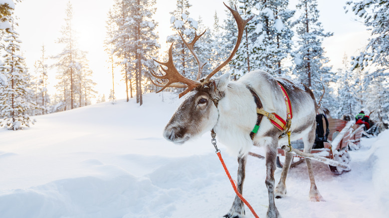 Reindeer pulling a sled in a snowy forest
