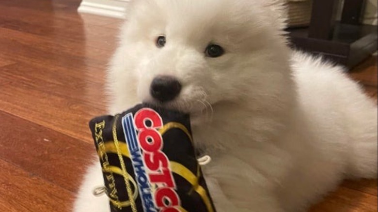 A dog holding a toy from Costco