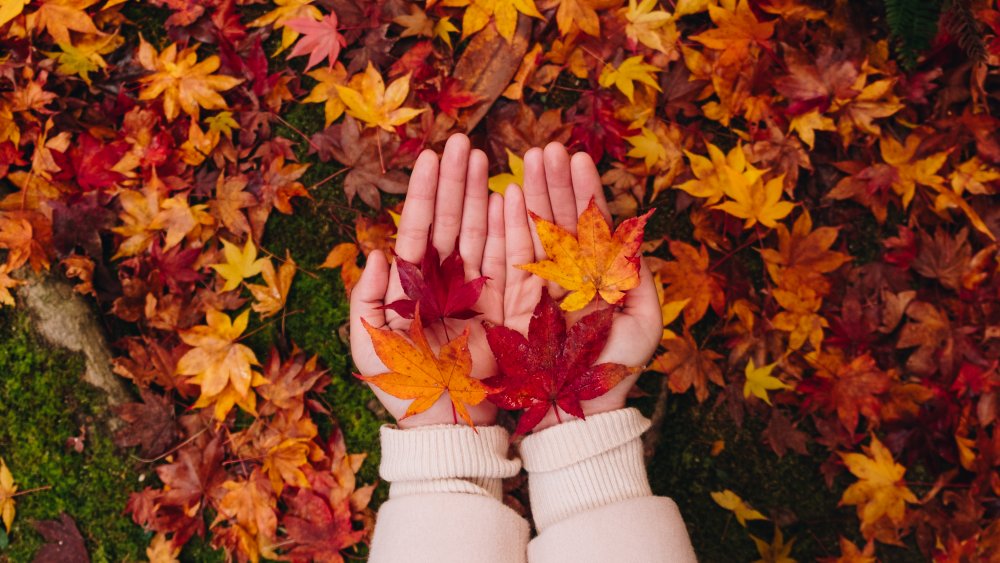 girl holding autumn leaves