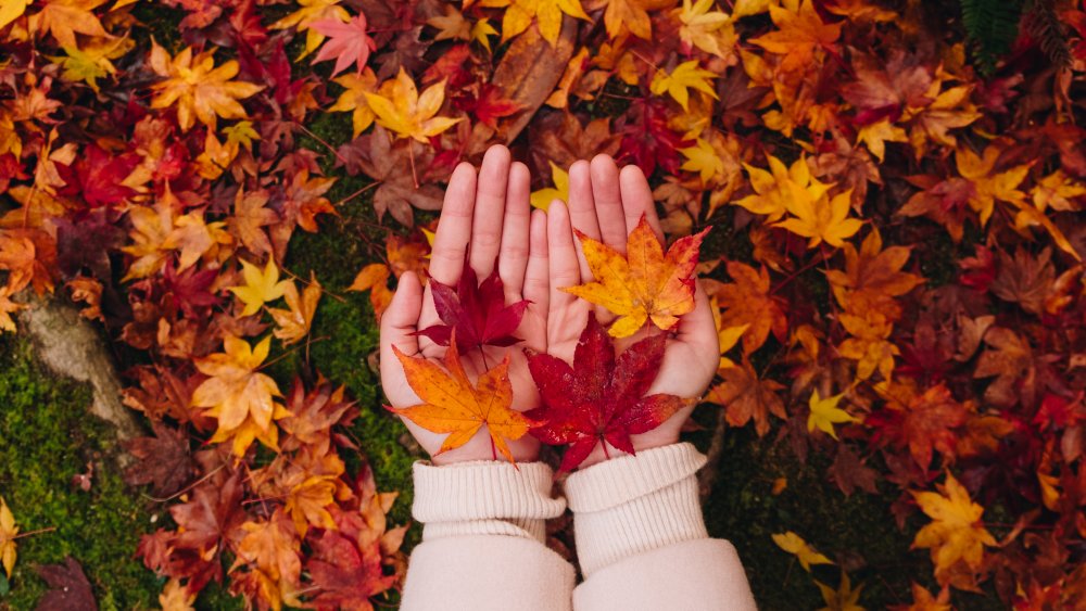 girl holding autumn leaves