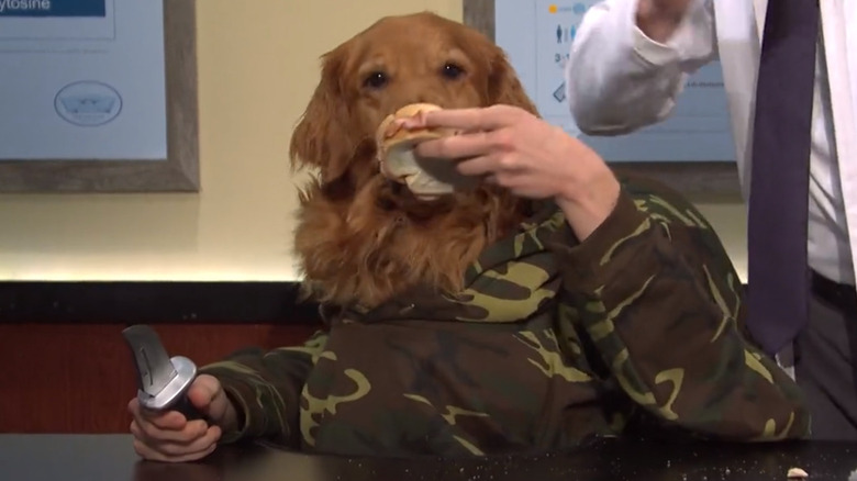 Golden retriever in an SNL sketch