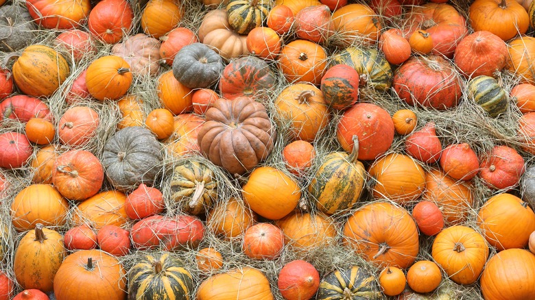 Variety of pumpkins in a pile of hay