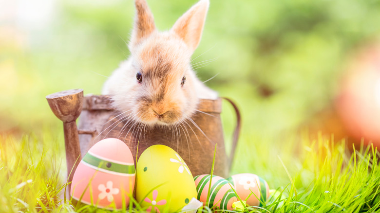 Baby rabbit in Easter basket