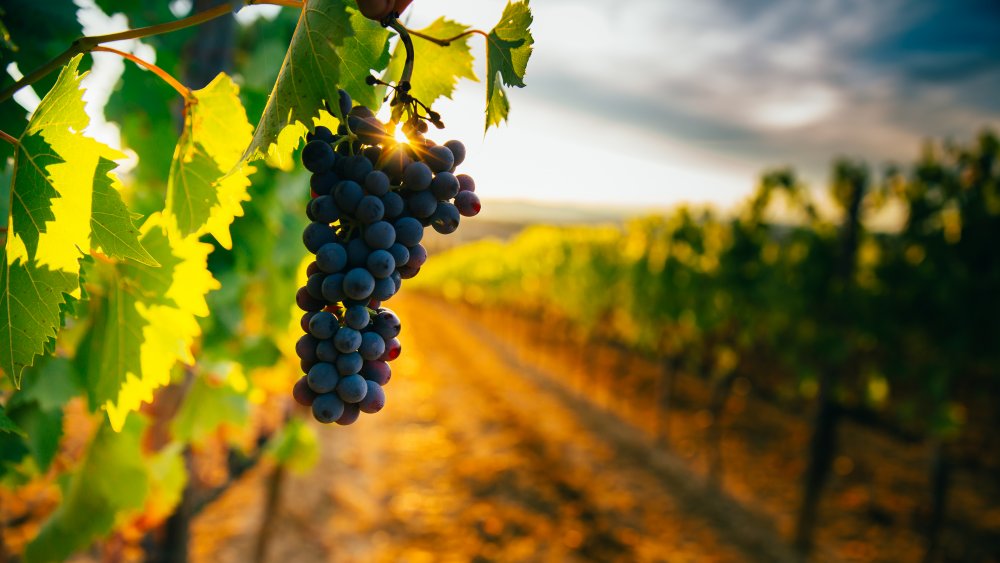 Vineyard in Tuscany 