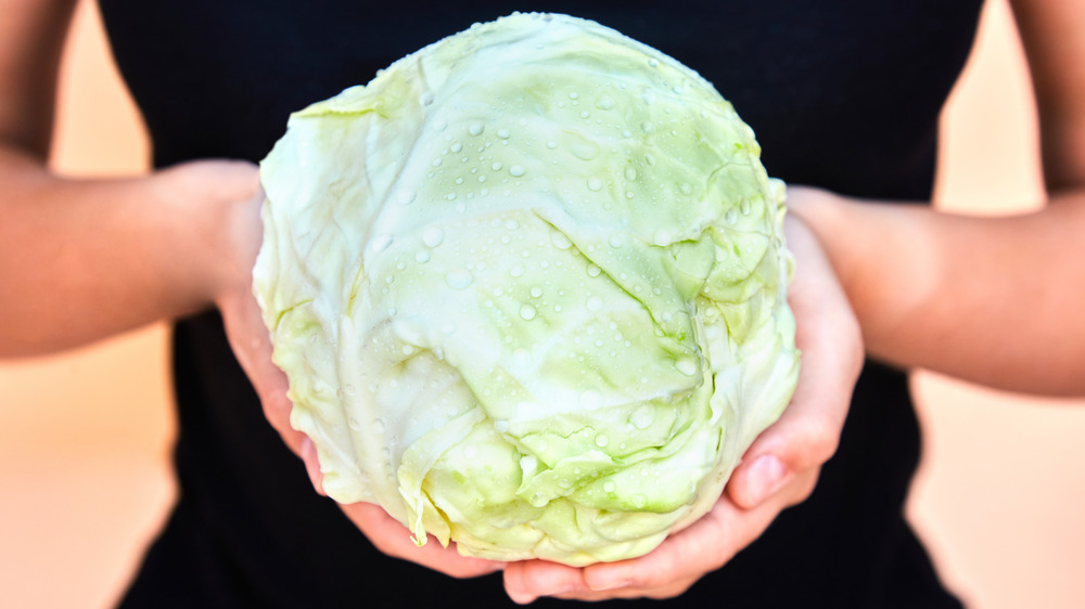 Hands holding green cabbage