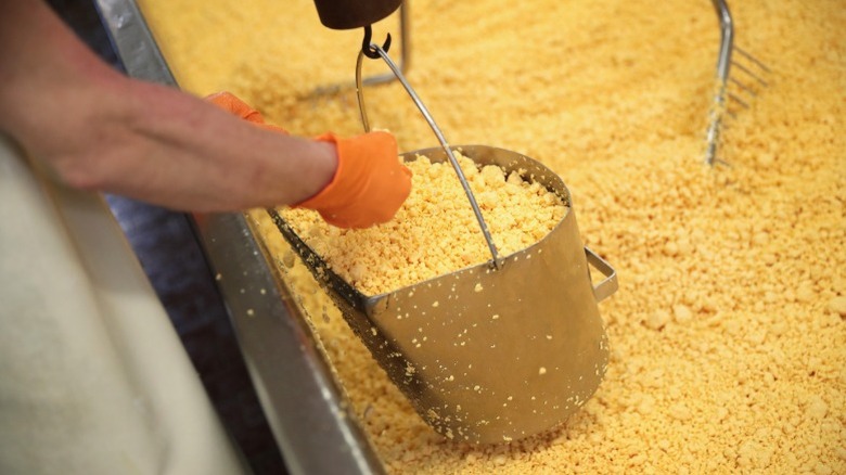 Workers separating curds from liquid
