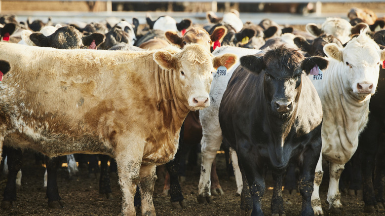 tagged cows in yard