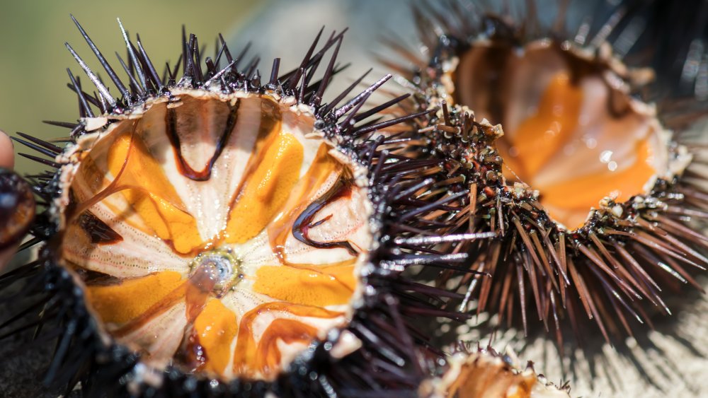 Sea urchin