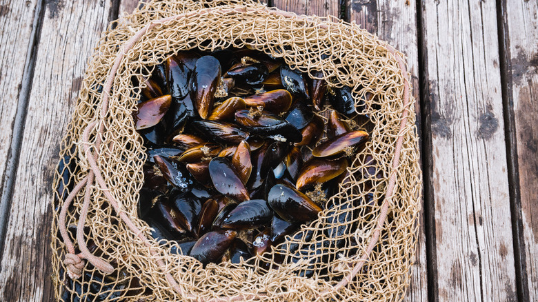 Mussels in a net on a pier 