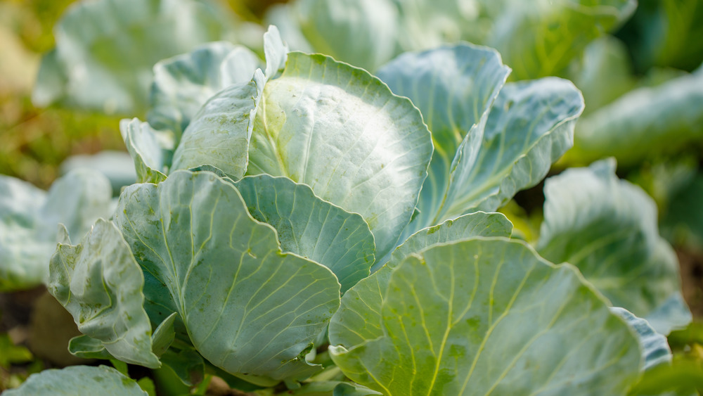 growing green cabbage