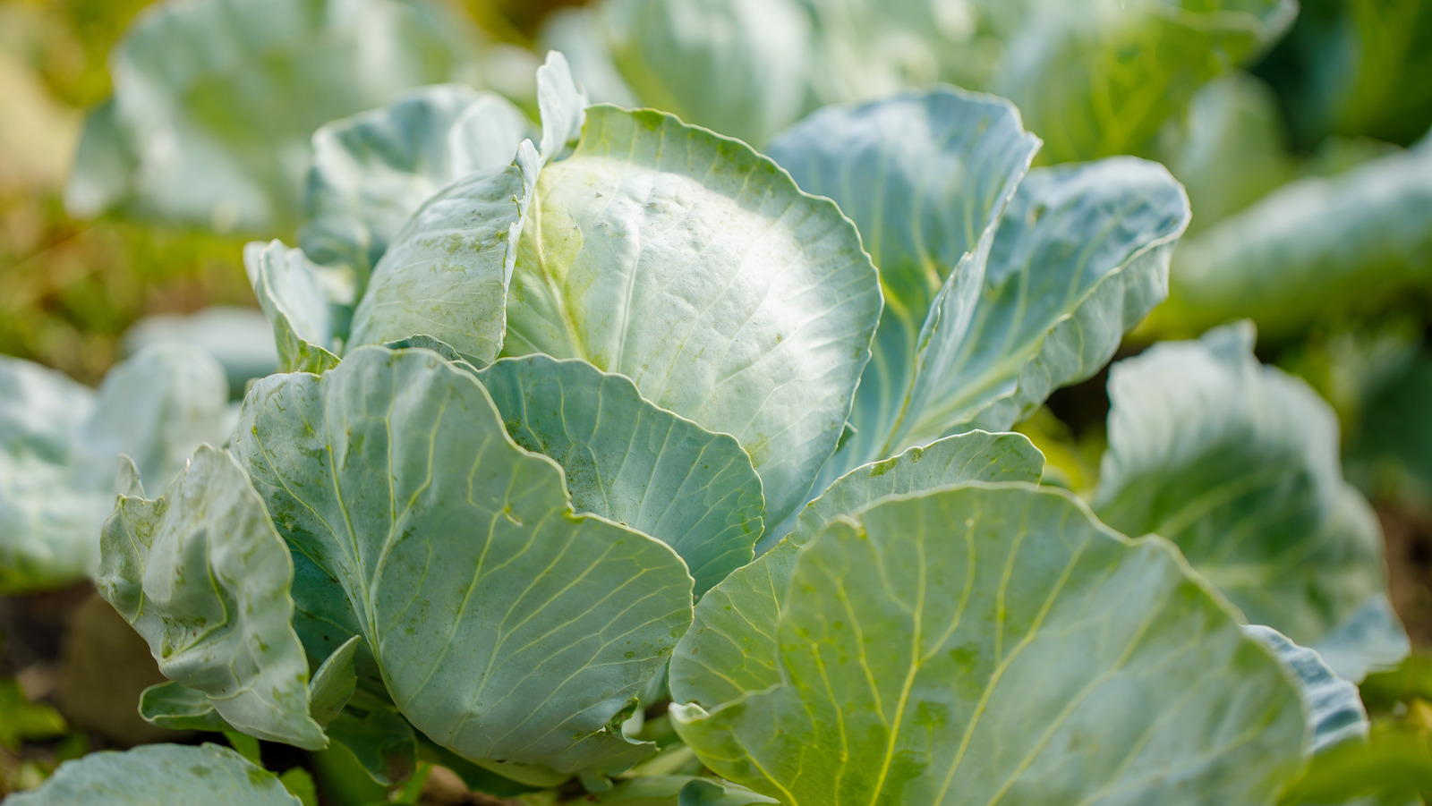 This Is The Best Way To Use Extra Cabbage, According To Rachael Ray
