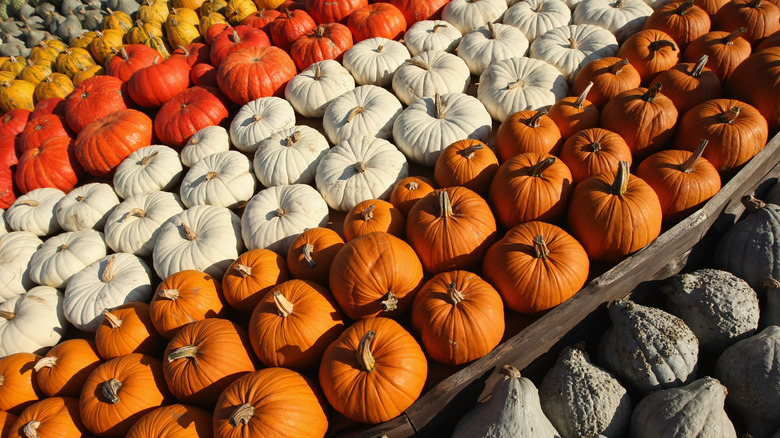 Different types of pumpkins