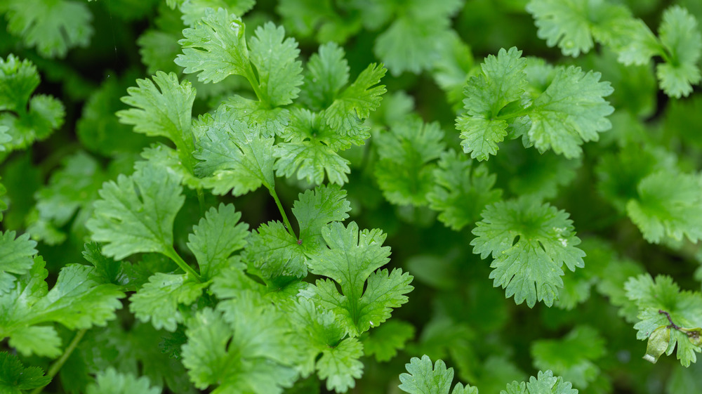 A close-up of coriander