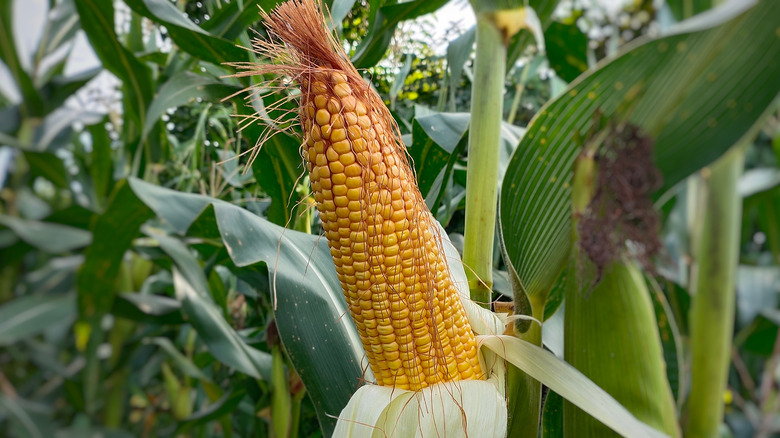 Maize in the field