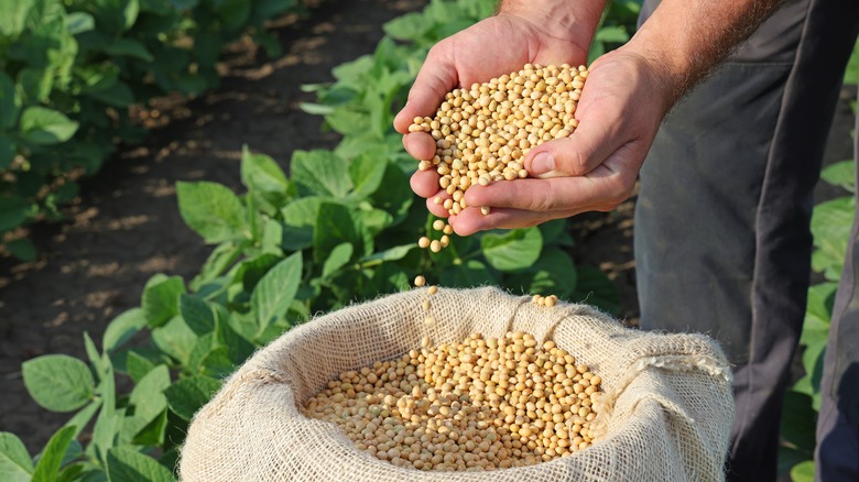 Person holding raw soybeans