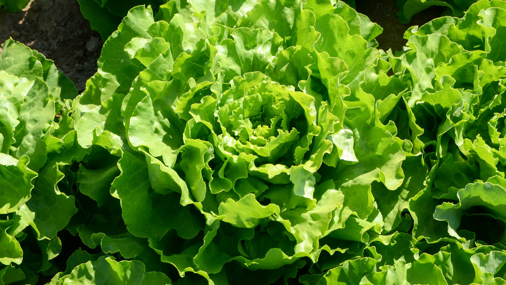 Large head of lettuce