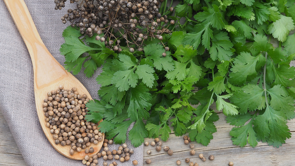 How to store coriander