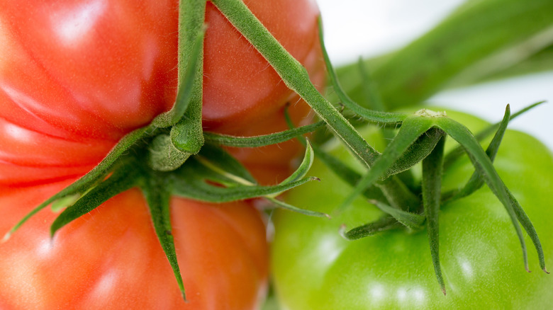 Red and one green tomato on a vine 