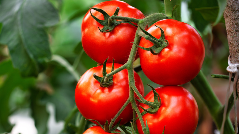 four red tomatoes hanging on a vine attached to the plant