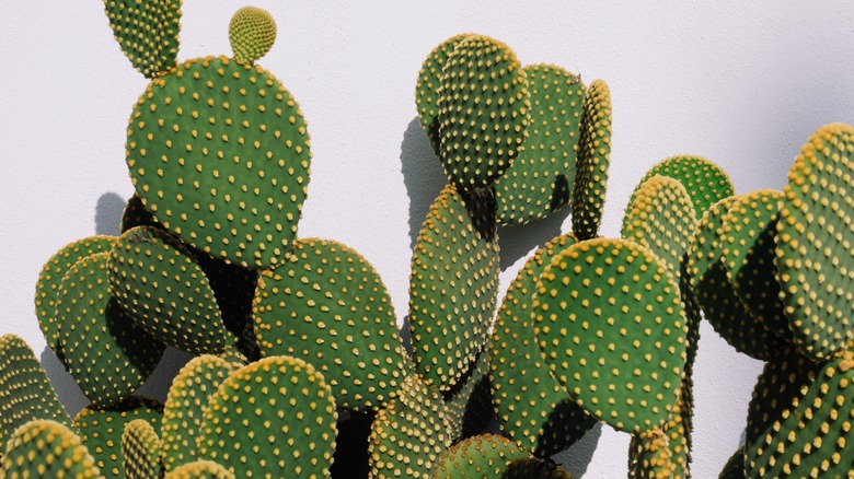 Prickly pear cactus