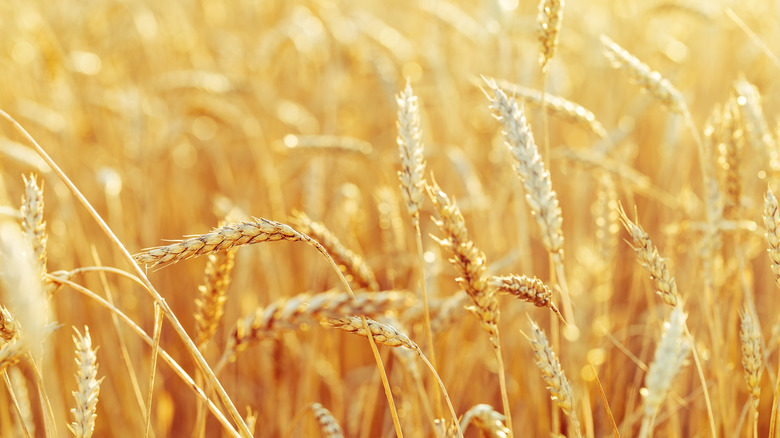 Stalks of wheat