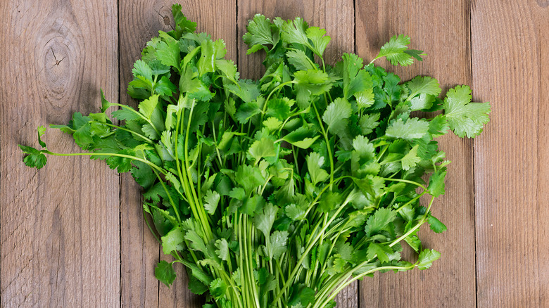 Bunch of cilantro on a wood background 