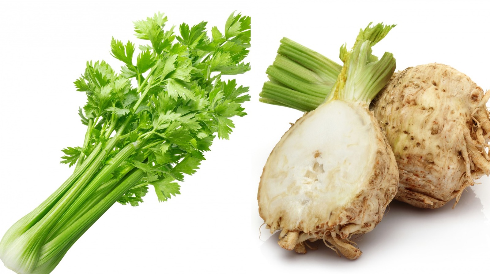 This Is What Makes Celery And Celeriac Different From Each Other