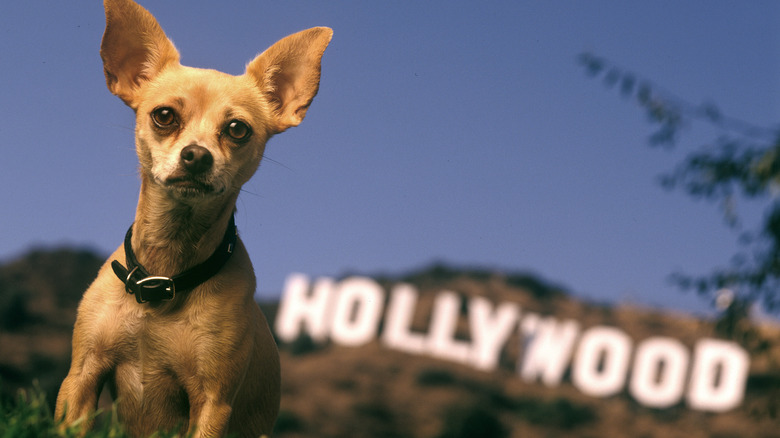 Gidget, the Taco Bell dog