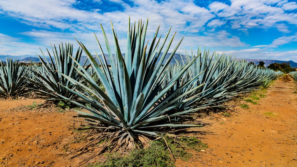 Agave field in Mexico 