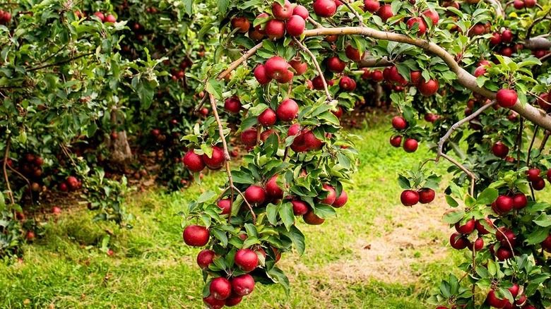 Angry Orchard apples 