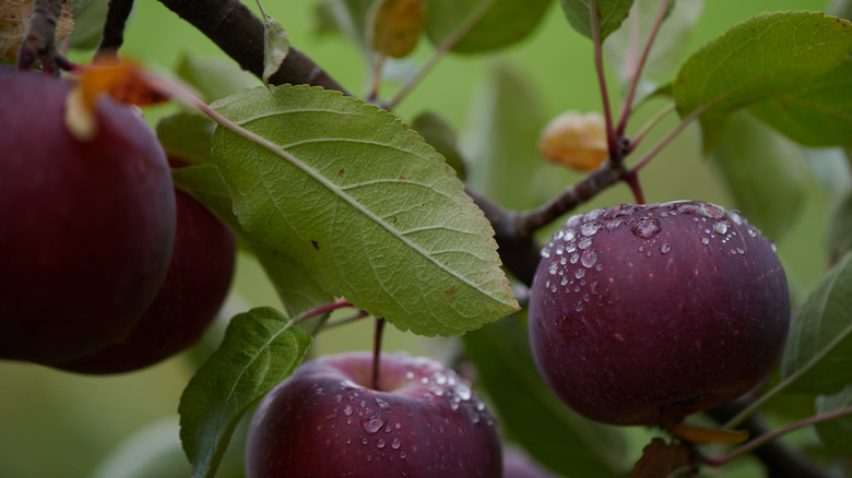 cider apples in an orchard