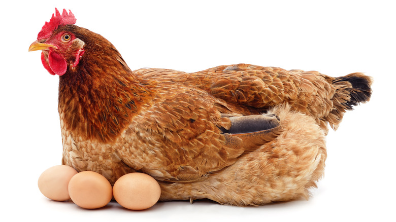 chicken with brown eggs