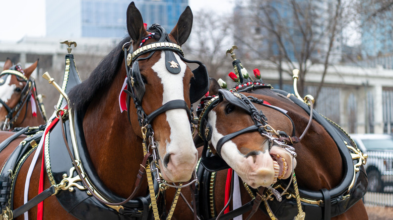 Budweiser Clydesdales in a parade
