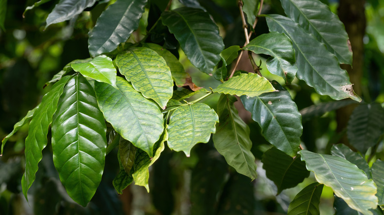 Coffea stenophylla plant