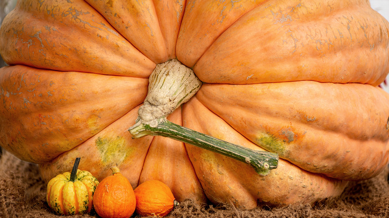 Giant pumpkin next to smaller pumpkins