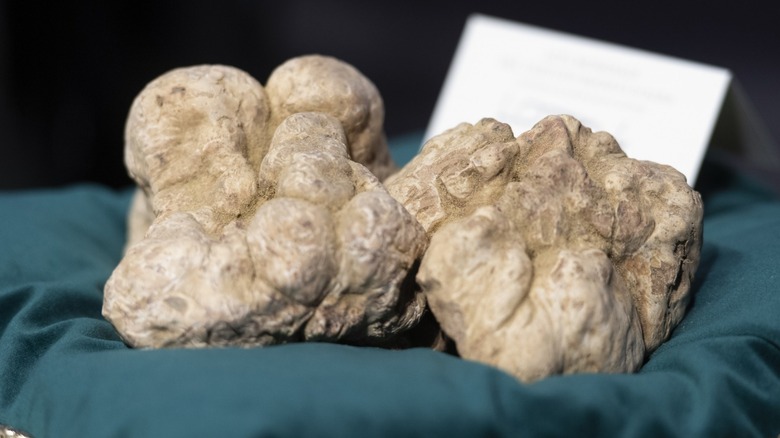 Giant white truffle